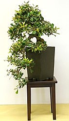 photo of bonsai - click to enlarge