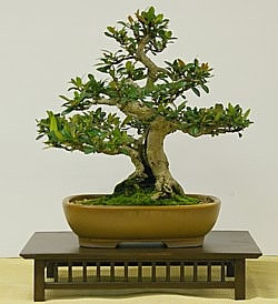 photo of bonsai - click to enlarge