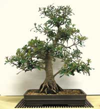 photo of bonsai - click to enlarge