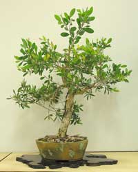 photo of bonsai - click to enlarge