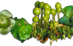 bryophyte images