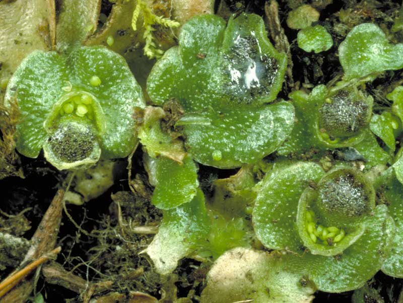 Lunularia cruciata