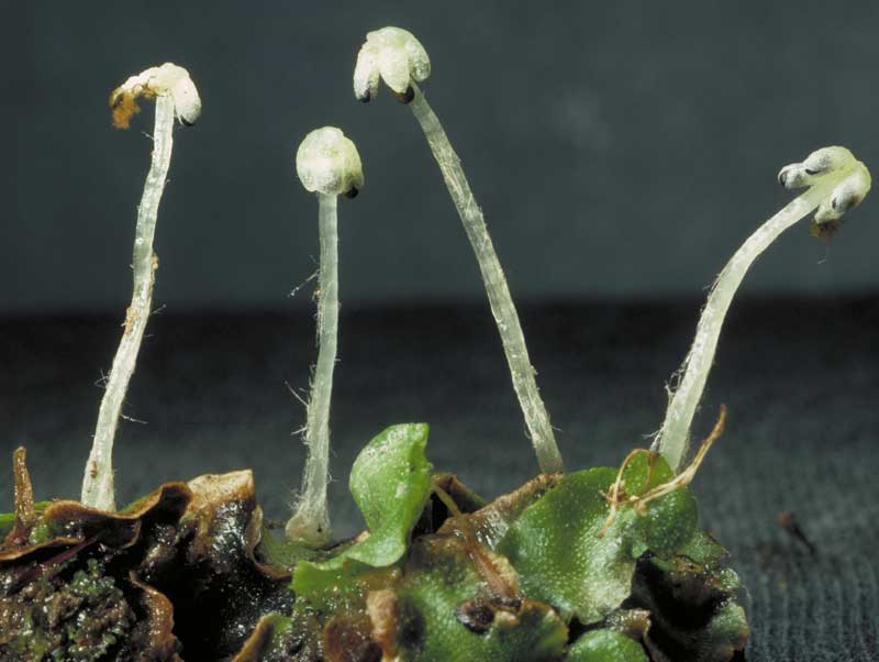 Lunularia cruciata