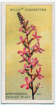 cigarette card front