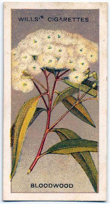 cigarette card front