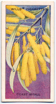 cigarette card front