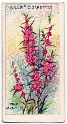 cigarette card front