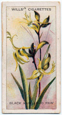 cigarette card front