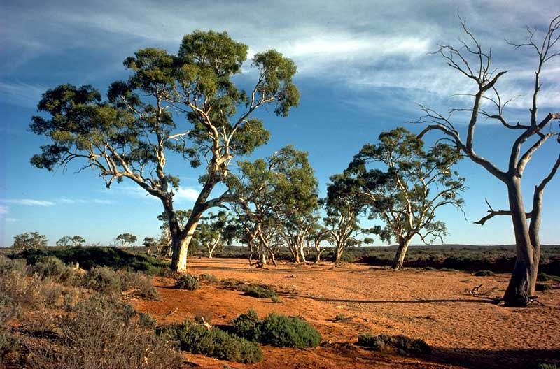 Eucalyptus camaldulensis