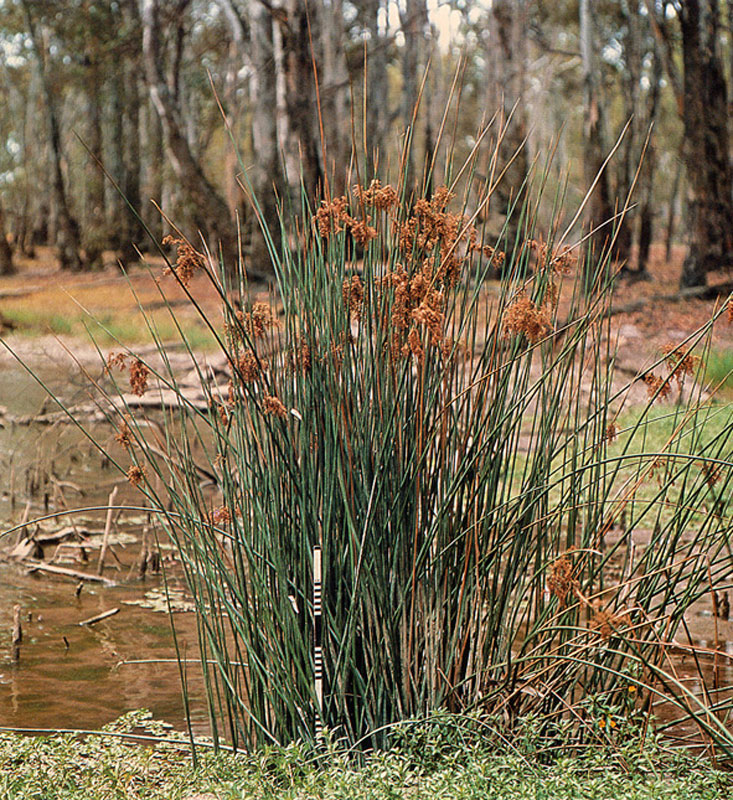 Juncus ingens photo