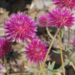 Gomphrena flaccida