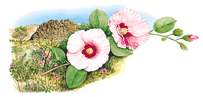 Gossypium sturtianum painting by Marion Westmacott