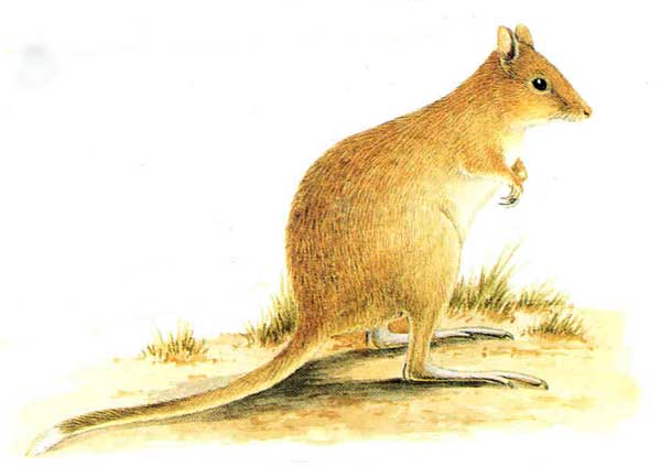 Bettongia gaimardi