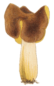 Helvella monachella, Cooke illustration