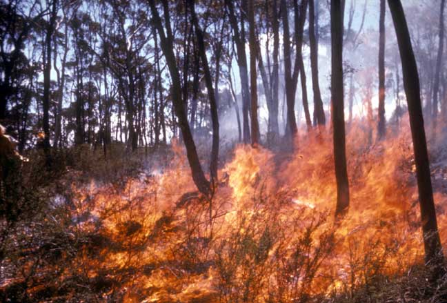 photo: Fire on Black Mountain