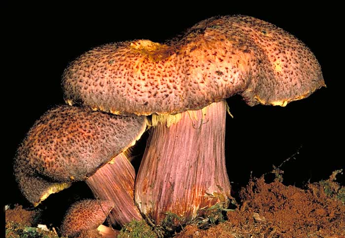 Gymnopilus norfolkensis