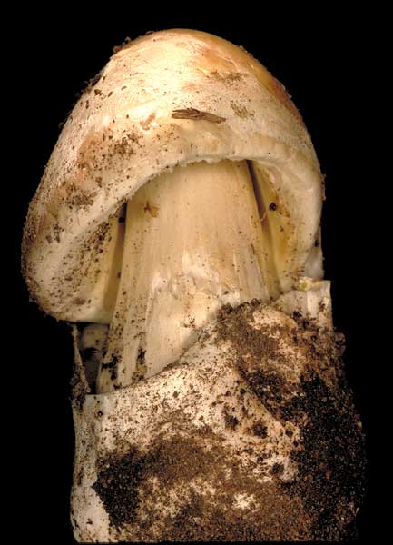 Amanita phalloides - shortly after erupting