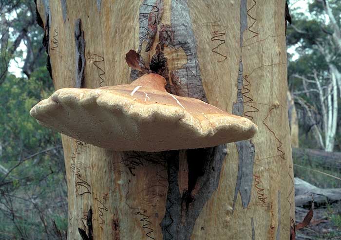 Laetiporus portentosus