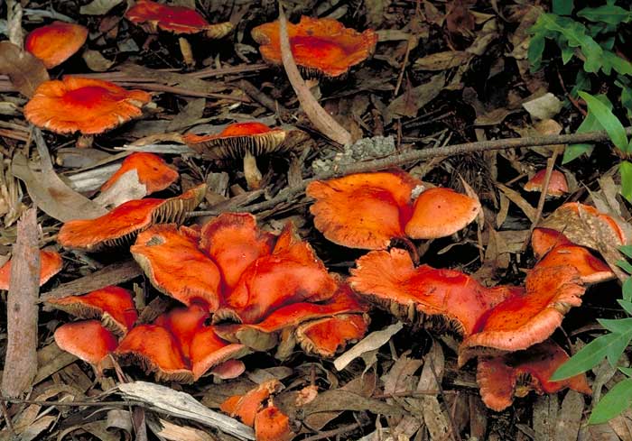 photo: Hypholoma aurantiaca