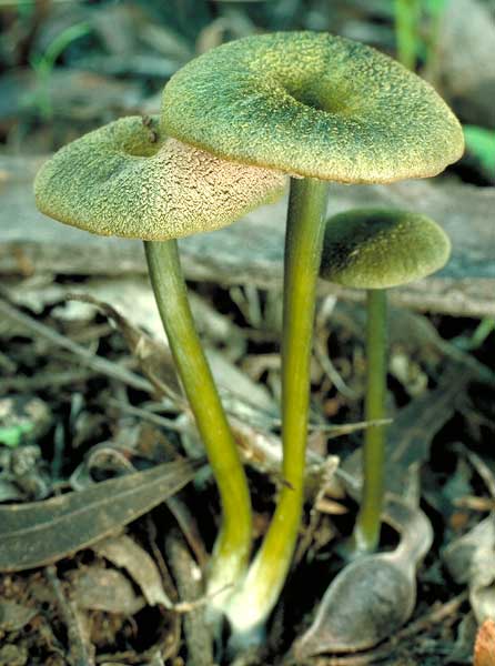 photo: Entoloma sp.