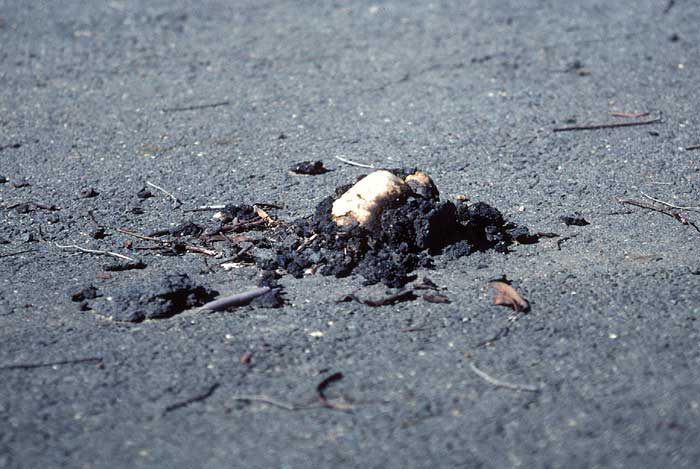 photo: Pisolithus sp. pushing up through bitumen