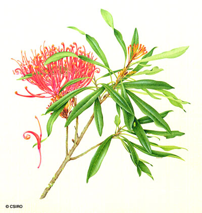 illustration: Alloxylon flammeum