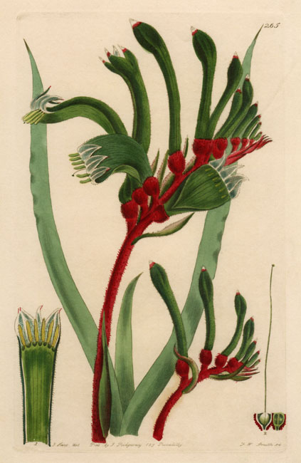 illustration of Anigozanthos manglesii