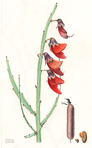 illustration: Bossiaea walkeri