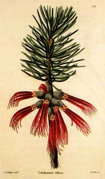 illustration: Calothamnus villosus