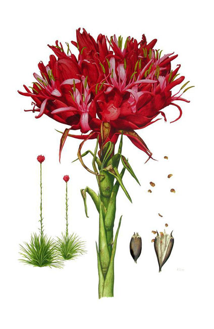 illustration:  Doryanthes excelsa by David Mackay