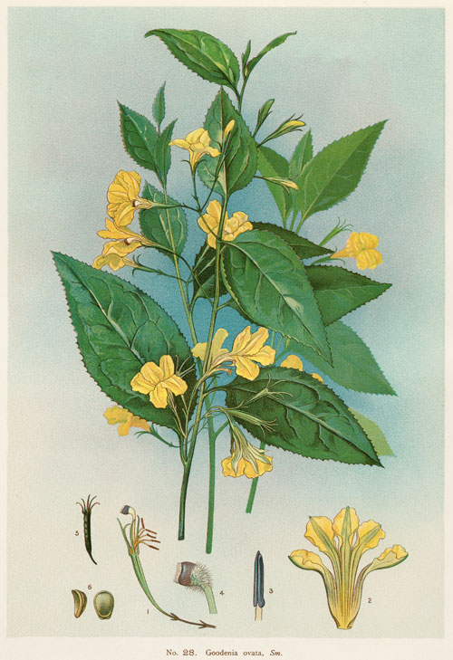 illustration: Goodenia ovata