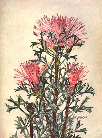 illustration: Isopogon dubius