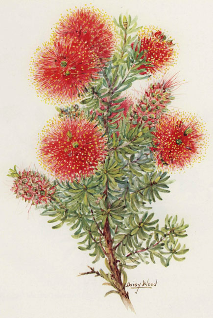 illustration: Kunzea baxteri