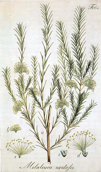 illustration: Melaleuca nodosa