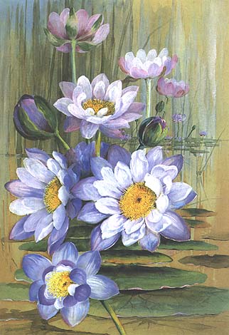 illustration: Nymphaea gigantea