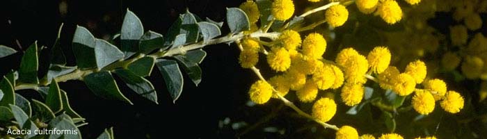 Acacia cultriformis