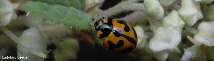 ladybird