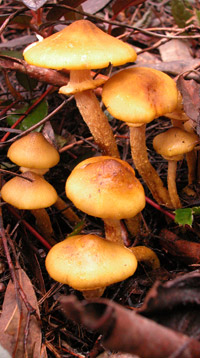 Armillaria