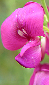 flower image