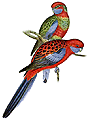 Crimson Rosella illustration