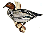 Australian Wood Duck