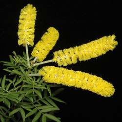 Acacia drummondii flower