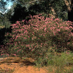 Indigofera australis