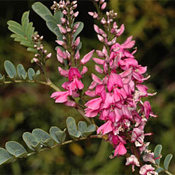 Indigofera australis