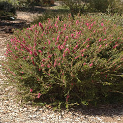 Melaleuca wilsonii