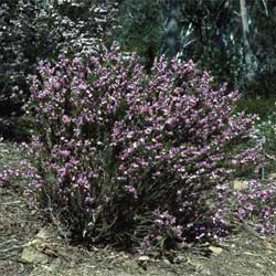 Boronia subulifolia