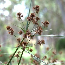 Cyperus lucidus