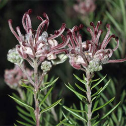 Grevillea 'Evelyn's Coronet'