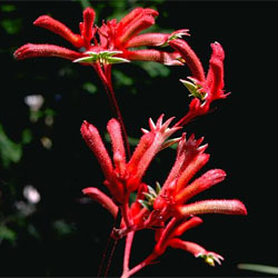 Anigozanthos 'Dwarf Delight'