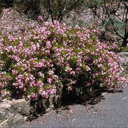 Boronia pinnata